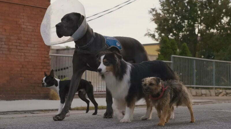 Universal Pictures divulga lista de dubladores de ‘Ruim pra Cachorro’