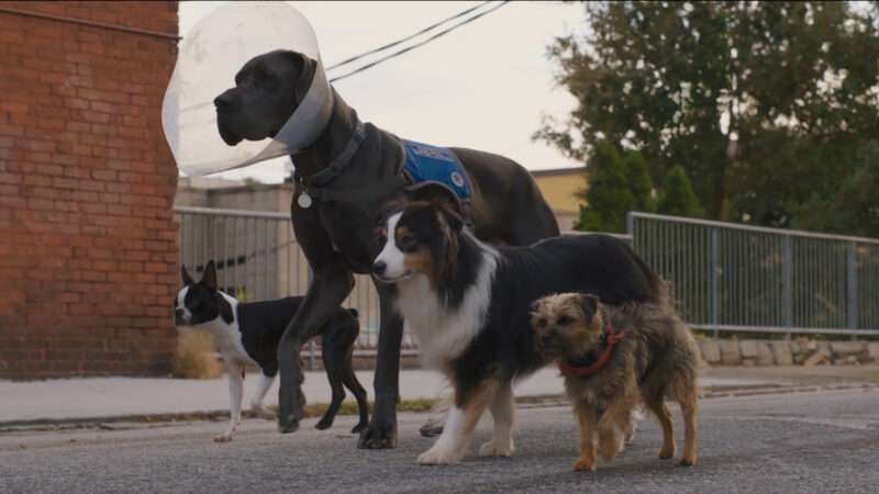 Universal Pictures divulga novo trailer de ‘Ruim Pra Cachorro’