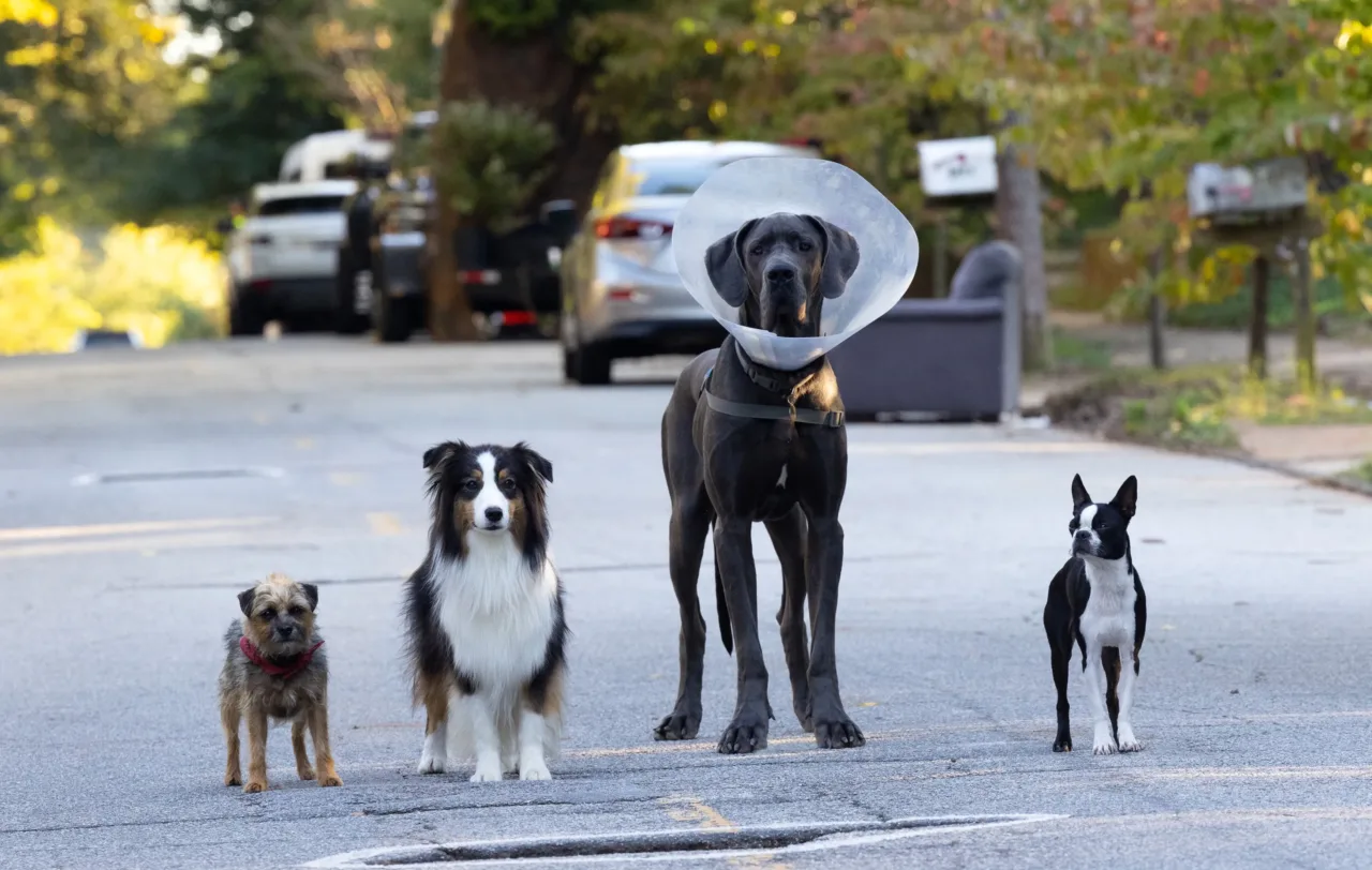 críticas ruim pra cachorro — Entre Séries Críticas Ruim pra Cachorro