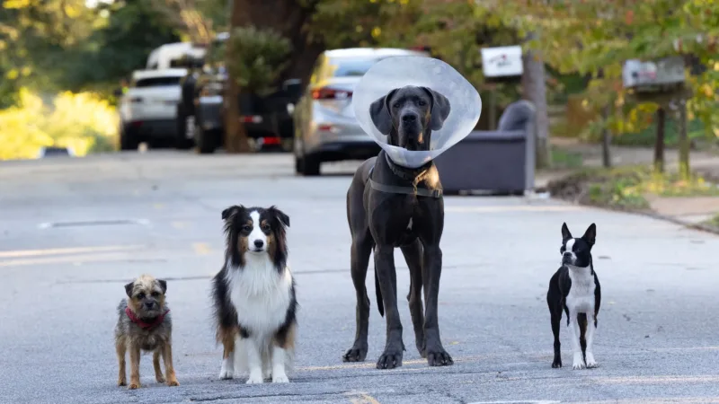 Críticas | Ruim pra Cachorro