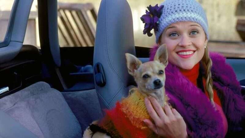 Spin-off de ‘Legalmente Loira’ está em desenvolvimento pela Amazon